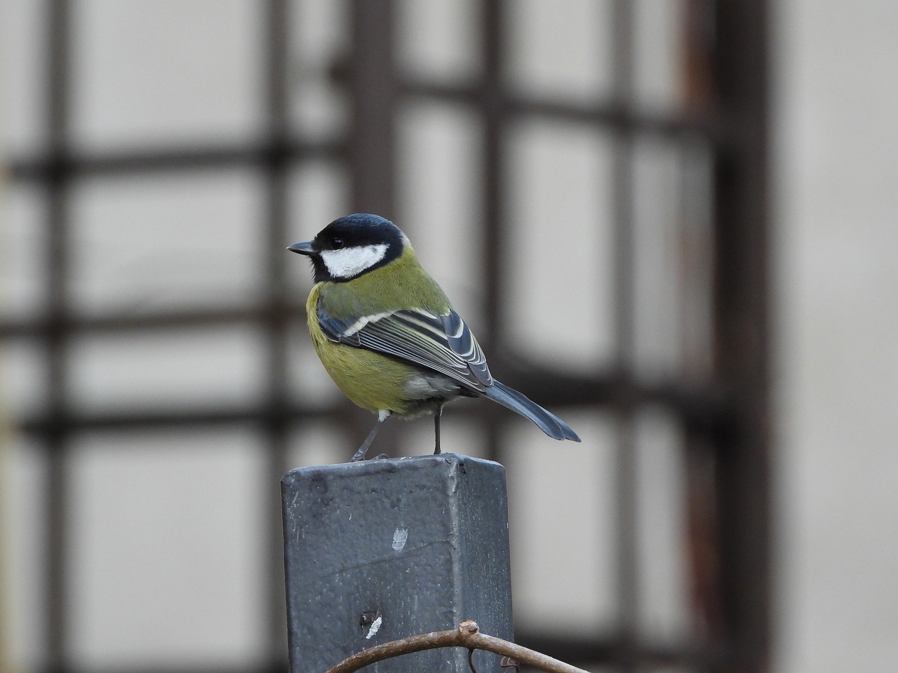 4 Easy-to-Make Bird Feeders Using Recycled Materials